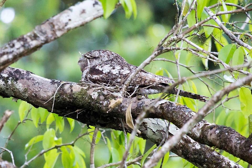 Papuan Frogmouth (Podargus papuensis)